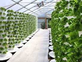 Online diploma in Hydroponics Course