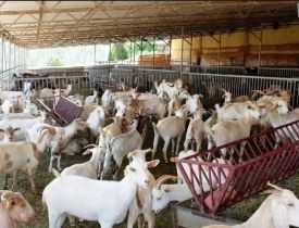 Online Goat Farming Business Course